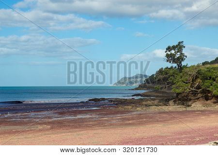 Pink Seaweed On Waipu Beach, New Zealand
