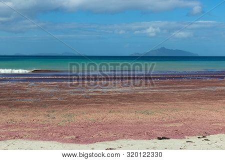 Pink Seaweed On Waipu Beach, New Zealand