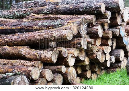 Chopped Wood Logs For Sale Use In Fire Place At Home Stored On Forest Woods Green Biomass Energy