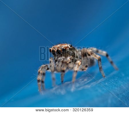 Tiny little Naphrys pulex jumping spider on blue background
