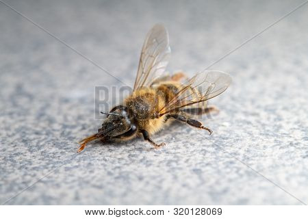 Dead Honey Bee, Apis Melifera, Isolated On Plan Background, Bee Poisoning And Extermination, Dangero