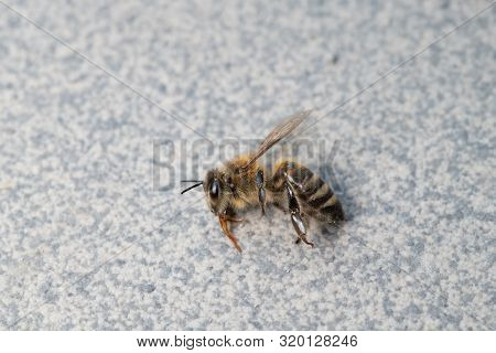 Dead Honey Bee, Apis Melifera, Isolated On Plan Background, Bee Poisoning And Extermination, Dangero