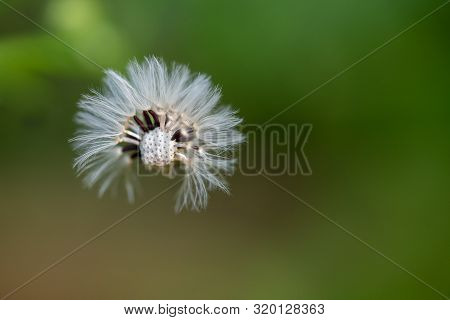Dandelion With Partily Blown Off Seeds Against Dark Green Background, Close Up Macro