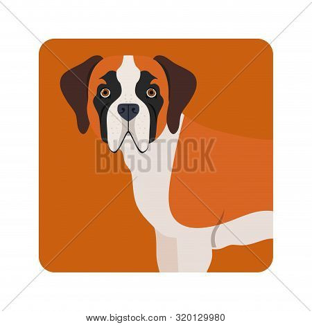 Cute San Bernardo Dog On White Background Vector Illustration Design
