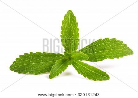 Stevia Rebaudiana  Isolated On A White Background