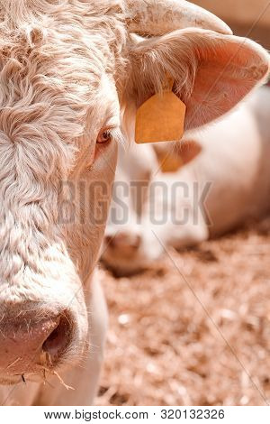 Blonde D'aquitaine Cattle On Dairy Farm
