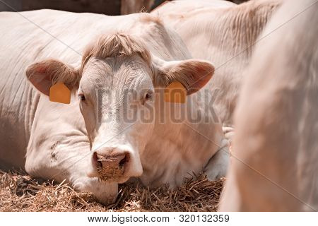 Blonde D'aquitaine Cattle On Dairy Farm