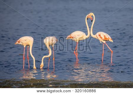 Four Flamingos Foraging
