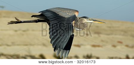 Great Blue Heron In Flight