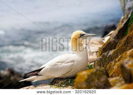 Gannet Sitting On A Nest On Rocks In Saltee Island. Ireland.