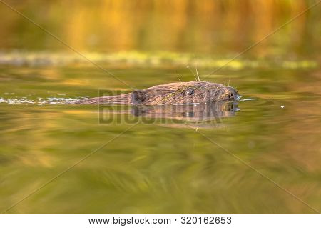 European Beaver (castor Fiber) Swimming In Colorful Water Around Sunset In Biesbosch Nature Reserve 