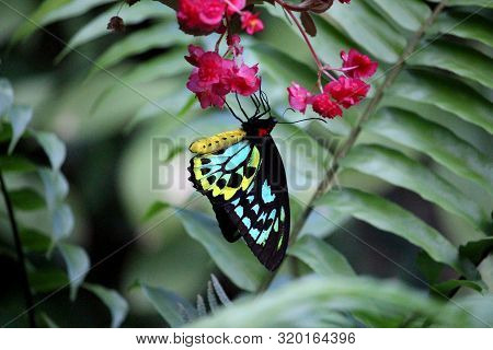 Ornithoptera Euphorion Butterfly Commonly Called The Cairns Birdwing