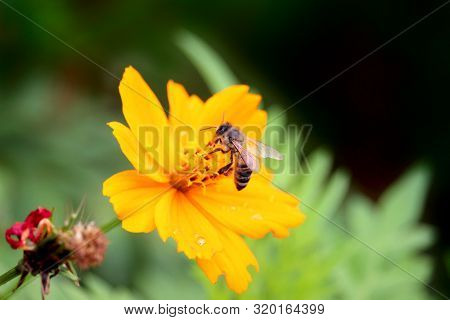 Apis Melifera Commonly Called The European Honey Bee