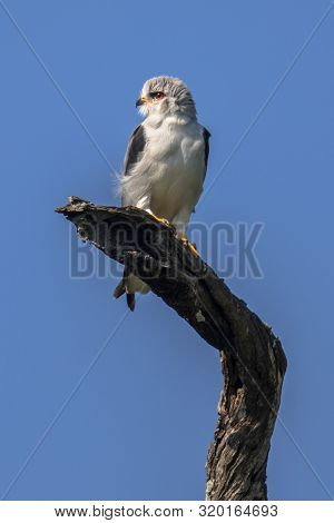 Black-shouldered Kite (elanus Caeruleus) Bird Of Prey Perched On Branch In Tree In Kruger National P