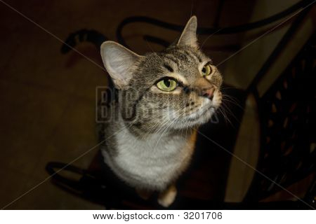 強烈な猫