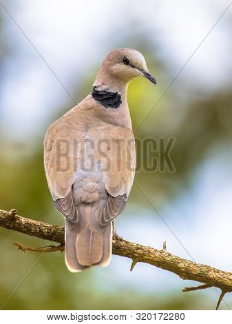 Cape Turtle Dove (streptopelia Capicola) Perched On Branch With Bright Background