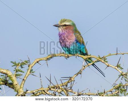 Lilac Breasted Roller (coracias Caudatus) Perched On Branch Of Thorny Bush On African Savannah