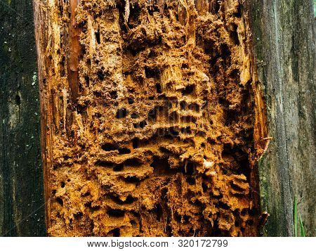 Bark Beetles Ate The Tree Trunk. Eaten Tree Bark Beetles. Texture