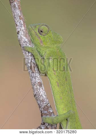Close Up Of African Chameleon (chamaeleo Africanus) On Branch With Blurred Background