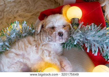 Chinese Crested Powderpuff Dog Sleeps On Christmas Background. Top View