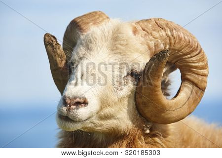 Head Sheep Lamb Grazing Under Blue Sky On Faroe Islands