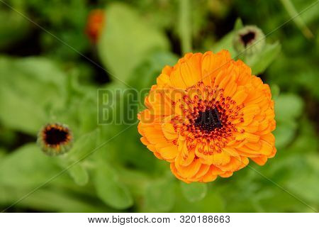 Otange Terry Calendula Flower In The Garden. Top View