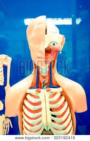 Human Internal Organs Dummy, Training Dummy, Detail Of The Face