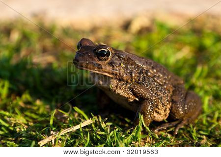 Sapo marrón sentados sobre la hierba