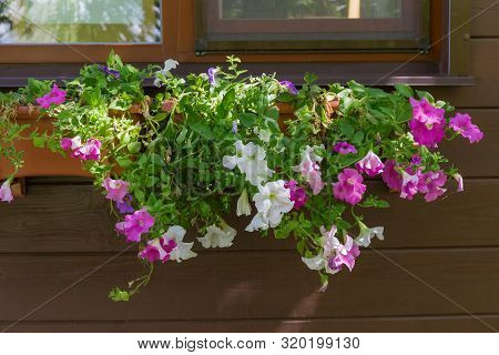 Ipomoea With White And Crimson Flowers In The Flower Pots On A Background Of The Wooden Wall And Win