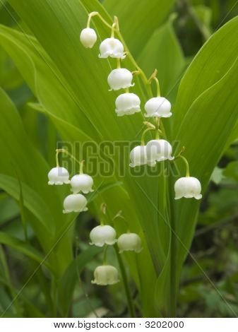 Lily Valley