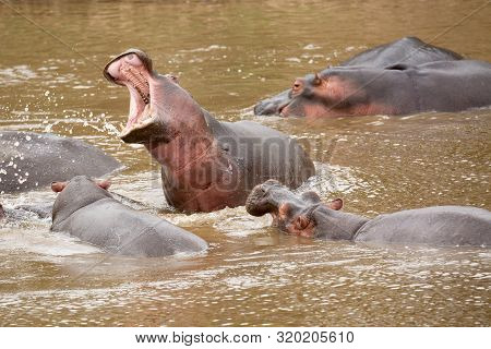 Many Hippopotamus In Masai River At Masai Mara National Park In Kenya, Africa. Wildlife Animals.