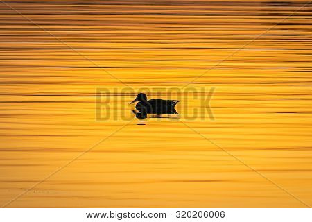 Close Up Of Ducks In Sunset Nature. Amazing Sunset Nature. Close Up Of Duck In Sunset Nature. Duck B