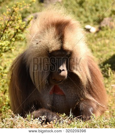Large Male Gelada (bleeding Heart) Baboon Digging For Food In The Simien Mountains National Park, Et