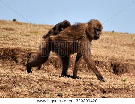 Mother Gelada (bleeding Heart) Baboon Carrying Her Baby In The Simien Mountains National Park, Ethio