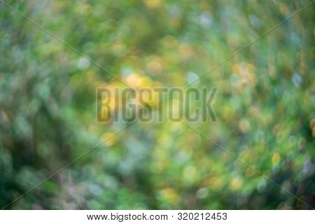 Defocused Natural Background, Calm Green Hues. Swirling Bokeh.