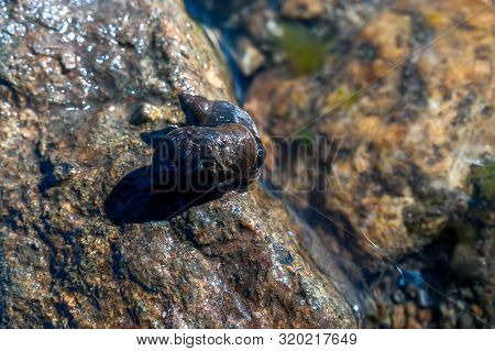 Two Great Pond Snails (lymnaea Stagnalis) On The Wet Stone On A Summer Afternoon.
