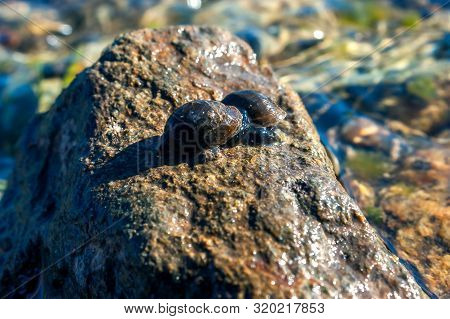 Two Great Pond Snails (lymnaea Stagnalis) On The Wet Stone On A Summer Afternoon.