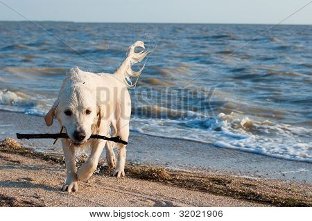 verspielte Hund
