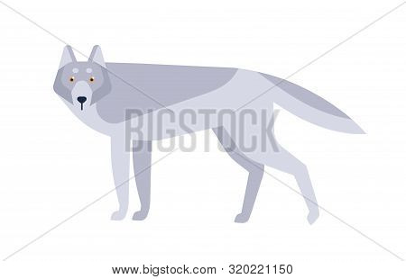 Wolf Flat Vector Illustration. Scandinavian Style Wild Animal Isolated On White Background. Grey Can
