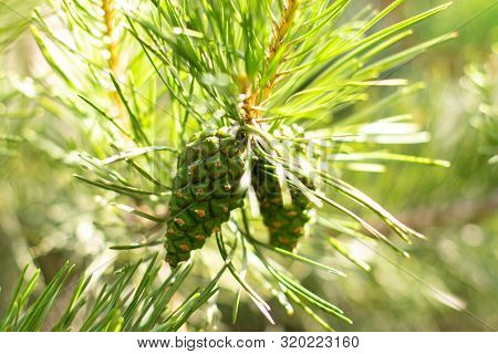 Young Pine Cones On A Green Tree Branch. Coniferous Evergreen Pine With Fruits, Pine Shoots, Green B