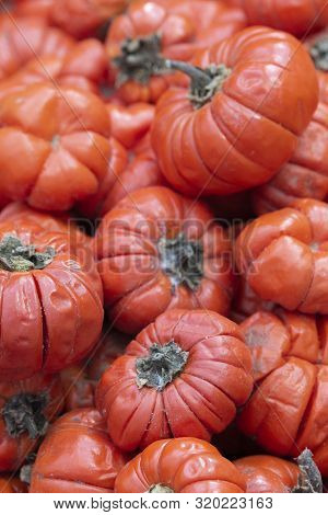 Exotic Fruit Solanum Aethiopicum Jil, Mock Tomato, Pumpkin Bush, Vegetables Background, Large Pile V