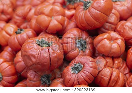 Solanum Aethiopicum Jil Many Vegetables, Mock Tomato, Japanese Golden Eyes, Wallpaper Background Hor