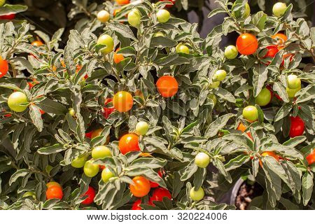 Solanum Pseudocapsicum Jerusalem Cherry Red Orange Nightshade Berries With Leaves, Potted Ornamental