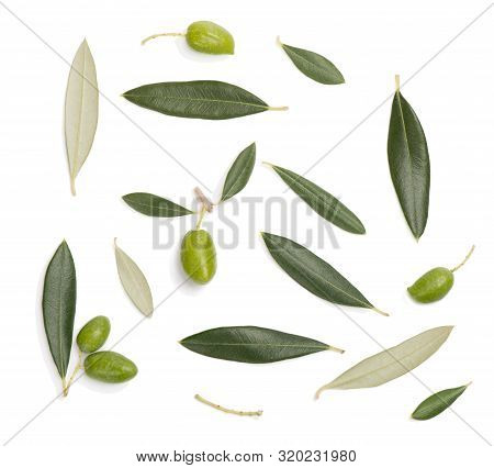 Details Of Olive Tree: Leavrs And Fruits Isolated On  White Background. Flat Lay.
