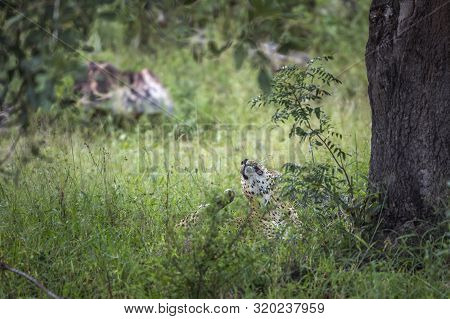 Leopard Lyiing Down And Scratching In Kruger National Park, South Africa ; Specie Panthera Pardus Fa