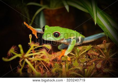 Red Eye Frog Desire To Touch Carnivorous Plant