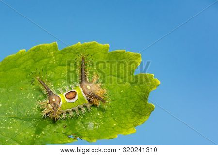 A Close Up Of A Saddleback Caterpillar (acharia Stimulea)