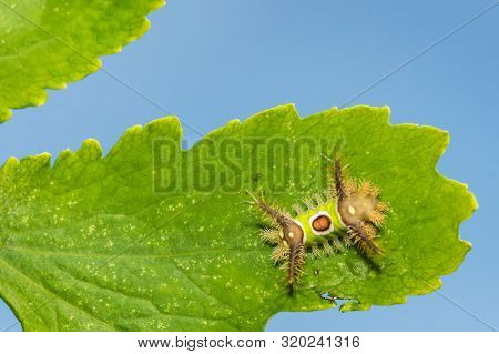 A Close Up Of A Saddleback Caterpillar (acharia Stimulea)