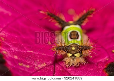 A Close Up Of A Saddleback Caterpillar (acharia Stimulea)