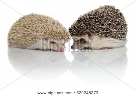 couple of two adorable hodgehogs standing isolated face to face on white background, full body,